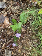 Elephantopus tomentosus