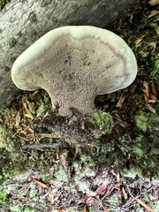 Hydnellum concrescens