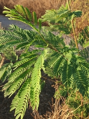 Leucaena leucocephala