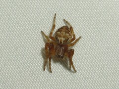 Larinioides patagiatus