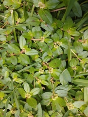 Euphorbia ophthalmica
