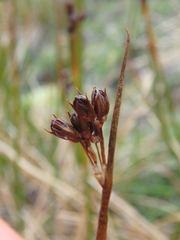 Juncus arcticus