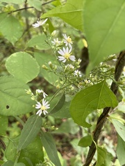 Symphyotrichum drummondii