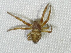 Larinioides patagiatus