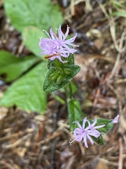 Elephantopus tomentosus