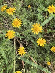 Thymophylla tenuiloba