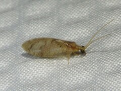 Hemerobius humulinus