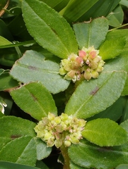 Euphorbia ophthalmica