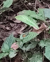 Haetera