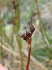 Juncus arcticus