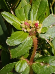 Euphorbia ophthalmica