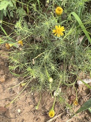 Thymophylla tenuiloba