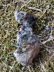 Clethrionomys gapperi