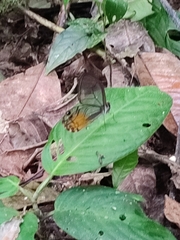Haetera