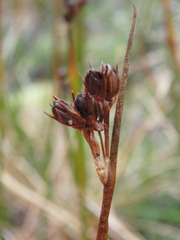 Juncus arcticus