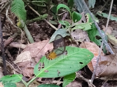 Haetera