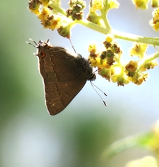 Electrostrymon guzanta