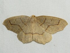 Lambdina fiscellaria