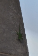 Anolis callainus
