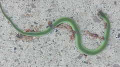 Opheodrys vernalis