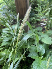 Elymus virginicus