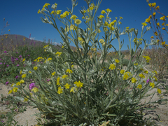 Baileya pauciradiata