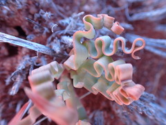 Trachyandra tortilis