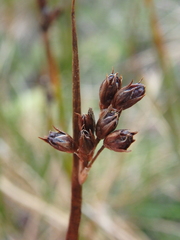 Juncus arcticus
