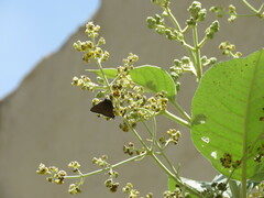 Electrostrymon guzanta