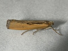 Pediasia trisecta
