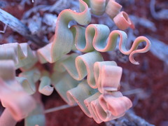 Trachyandra tortilis