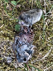 Clethrionomys gapperi