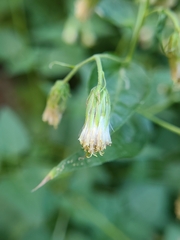Brickellia grandiflora