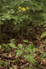 Hieracium murorum
