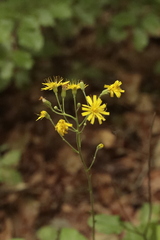 Hieracium murorum