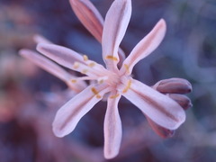 Trachyandra tortilis