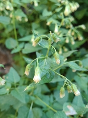 Brickellia grandiflora