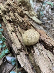 Scleroderma areolatum