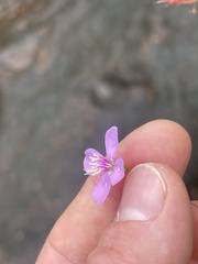 Pterogastra divaricata