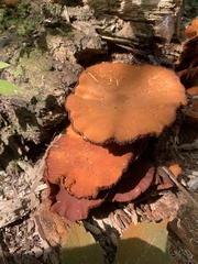 Gymnopilus luteus