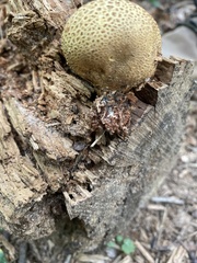Scleroderma areolatum