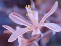 Trachyandra tortilis