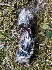 Clethrionomys gapperi