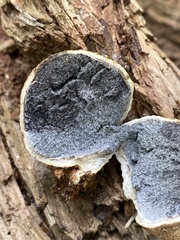 Scleroderma areolatum