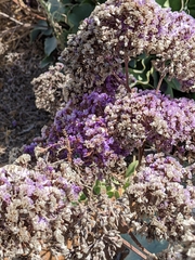 Limonium sinuatum