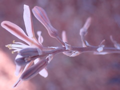 Trachyandra tortilis