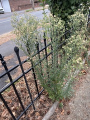 Erigeron