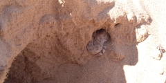 Crotalus cerastes
