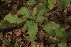 Hieracium murorum