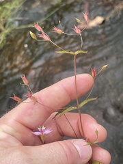 Pterogastra divaricata